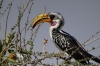Souther Yellow-billed Hornbill, Samburu National Park, Kenya