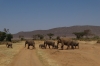 Elephants, Samburu National Park, Kenya