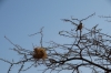 White-browed sparrow weaver and nest. Samburu National Reserve, Kenya