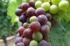 Early grapes. Mondavi Vineyard, Napa Valley