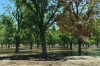 Pecan orchards in Mesilla NM USA