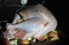 Stuffed turkey - ready to cook, Thanksgiving in Harlem NY