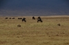 Wildebeest and hyenas, Ngorongoro Crater, Tanzania