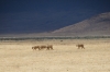 Four lions stalking, Ngorongoro Crater, Tanzania