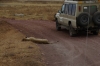 Lionesses sleeping - it must have been a good meal, Ngorongoro Crater, Tanzania