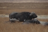 Buffaloes in the grass, Ngorongoro Crater, Tanzania