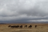 Wildebeests in a line, Ngorongoro Crater, Tanzania