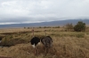 Ostrich pair, Ngorongoro Crater, Tanzania