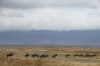 Wildebeest, Ngorongoro Crater, Tanzania