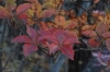 Autumn colours, Kirifuri Falls, Nikko, Japan Autumn colours, Kirifuri Falls, Nikko, Japan
