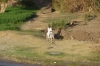 Cruising the Nile EG - man on donkey