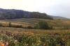 Vines in the area of Oeuilly, Champagne district FR