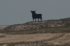 We found a bull, south of Alfajarin ES