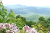 View of Funnel Top from the Blue Ridge Parkway NC
