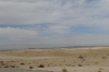 Desert between Khiva & Nukus UZ