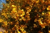 Golden flowers from Port Augusta to Ceduna