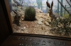 Black-Tailed and Antelope Jackrabbits. Natural History Museum, New York