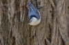 White chested bird in Hallett Nature Sanctuary, Central Park, New York US