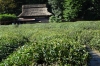 Tea plantation, Korakuen Gardens, Okayama, Japan Tea plantation, Korakuen Gardens, Okayama, Japan