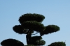Korakuen Gardens, Okayama, Japan Korakuen Gardens, Okayama, Japan