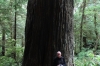 Giant redwood trees in the Prairie Creek Redwoods State Park