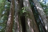 Big Tree, 1,500 year old Redwood in Prarie Creek State Park