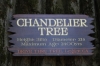 'Drive through' Chandelier Tree near Legget