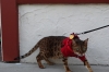 Leopard cat, pet in Florence, OR