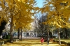 Golden autumn in Parque de la Taconera