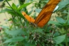 Mariposario (butterfly reserve) at Reserva Natural Atitlan