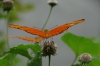 Mariposario (butterfly reserve) at Reserva Natural Atitlan
