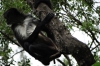 Spider monkey at Reserva Natural Atitlan