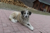 Dog outside the Orthodox Monastery of Pejë XK