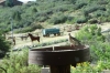 RAM Ranch at Peeples Valley