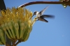 Agave flower & humming bird. Red Rock, AZ