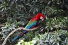 Green Winged Macaw, Birds of Eden Sanctuary, Plettenberg Bay, South Africa