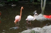 Carribean Flamingo and Lesser Flamingo, Birds of Eden Sanctuary, Plettenberg Bay, South Africa