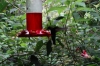 Hummingbirds. La Paz Waterfall Gardens