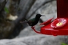 Hummingbird. La Paz Waterfall Gardens