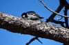Woodpecker at Hotel Mansion Tarahumara, Posada Barrancas