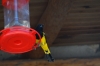 Black & yellow bird at Hotel Mansion Tarahumara, Posada Barrancas