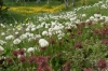 Wildflowers. Magallan National Park, near Punta Arenas CL