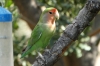 Love birds around the bird feeder, Quiver Tree Lodge, Namibia