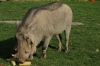 'Warty' the warthog spoiled with a bunch of maize. Quiver Tree Farm, Namibia