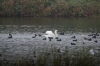 North Willen Lake bird hide, Milton Keynes GB