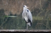 Heron on Willen Lake, Milton Keynes GB
