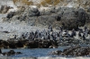 Pengins on Robben Island, Cape Town, South Africa