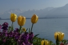 Flowers and Lac Leman, Montrexu CH