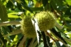 Chestnuts are one of the main crops in the White Villages ES
