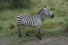 Common Zebra, Lake Nakuru National Park, Kenya